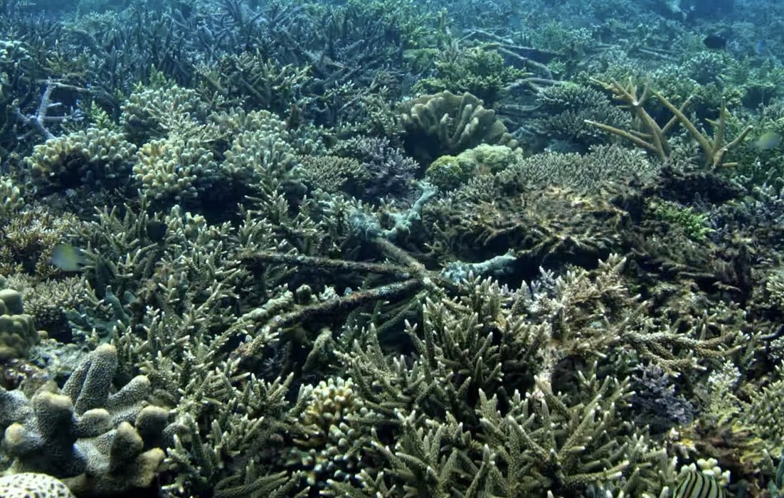 NEW CORAL RESTORATION RESEARCH: Impacts of “Reef Star” coral restoration on multiple metrics of habitat complexity

onlinelibrary.wiley.com/doi/10.1111/re…

#coralreefs #coralresearch #reefrestoration #coralrestoration #reefstar #coralreefecology #marineresearch #marinescience #marinebiology