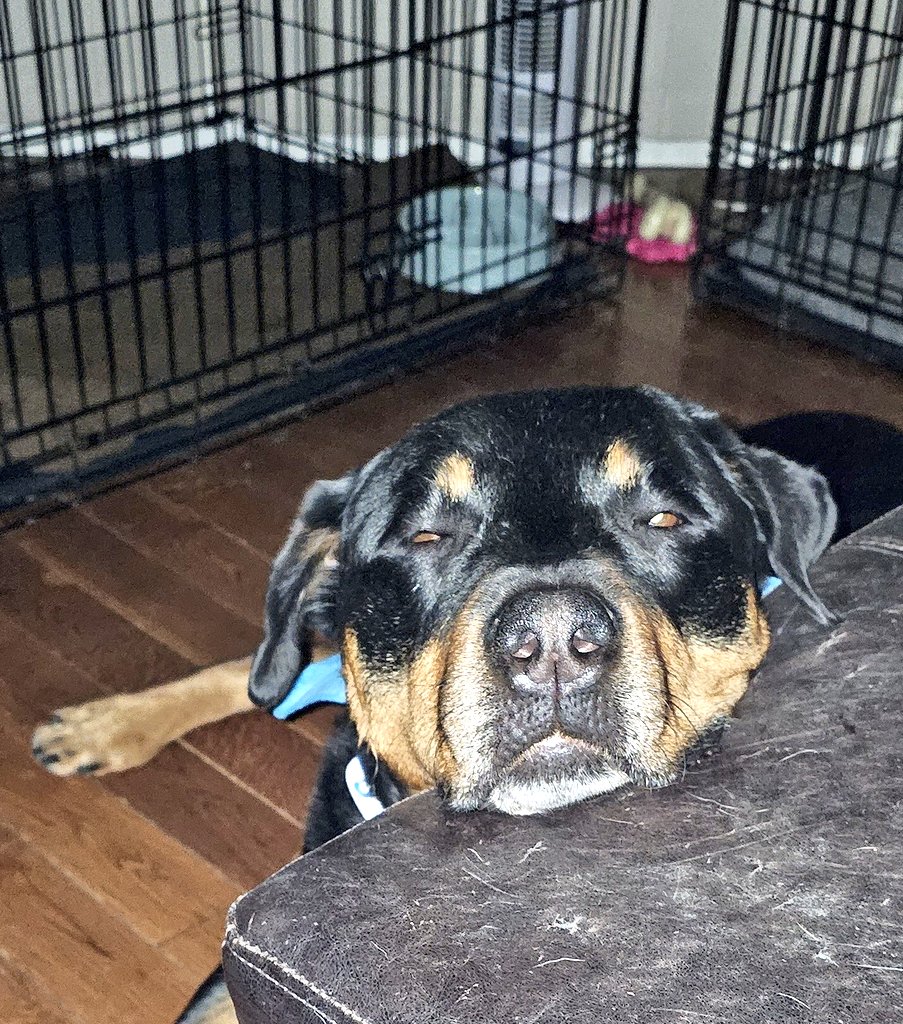 servicerotties's tweet photo. It's not even 5 a.m.
Why the fluff are we up so early??
I better be getting paid a shift premium and overtime cookies for this.
#WorkingDogProblems https://t.co/BHWN0V81JO
