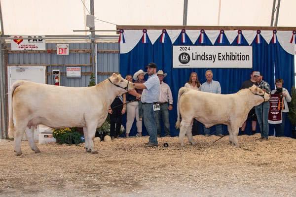 CRG Princess 53H, sired by M&amp;M Outsider 4003 Pld with her TR Mr Diablo 2742Z ET bull calf at side from Oattes Charolais, Cobden was Grand Champion Female of the 53 entry, Lindsay, ON (BOSS) Show.