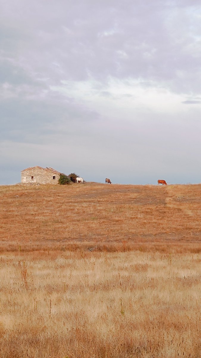 cantosj's tweet photo. En mi casa de piedra
habita el tiempo.
Su pincel dibuja sombras
sobre a llanura de un campo
en silencio. https://t.co/awBqCHGBu7