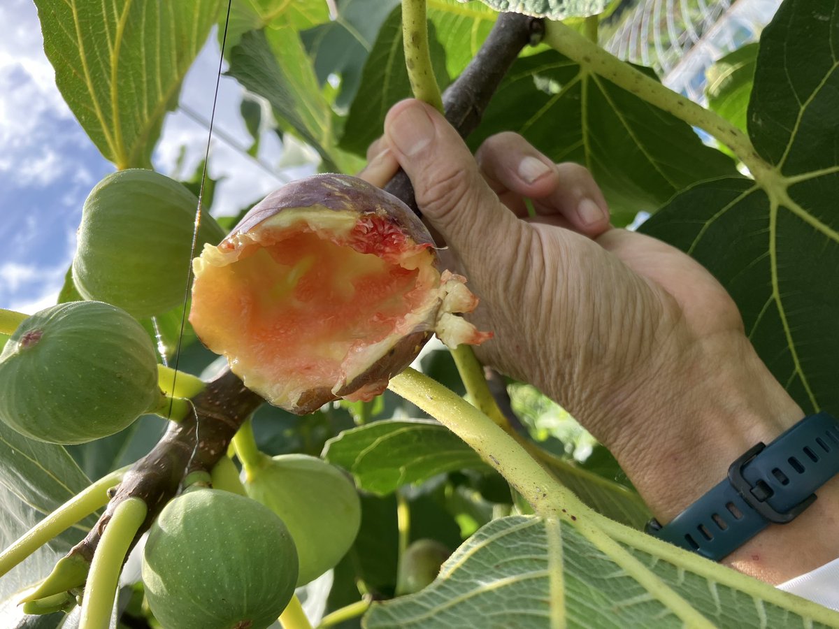 今日も夜勤明けで収穫したじゃ。
収穫の数が少ないじゃ。
結局、７パック、3000円にしかならんじゃ。

そして、カラス🐦‍⬛による被害果が、10個以上あったじゃ。😭
テグスを張っているが、ダメじゃった。

カラスもイチジクをきれいに食ってくれるじゃ。悔しいのう。来年リベンジじゃ。🔥