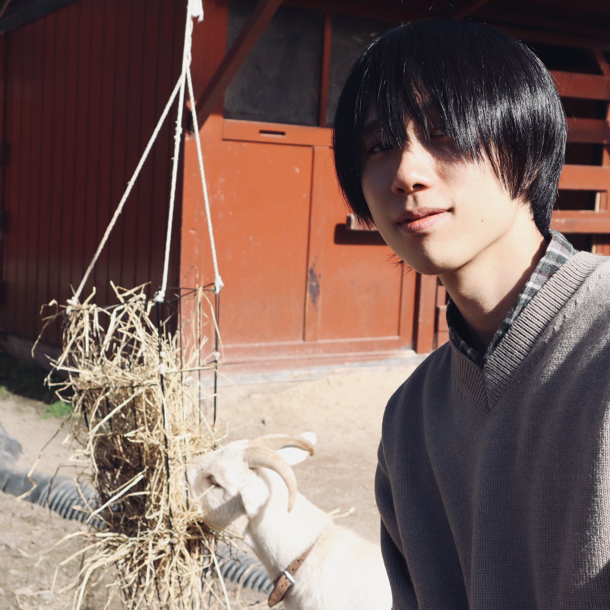 nksm_sea's tweet photo. 🐐 https://t.co/nE28KFTjAT