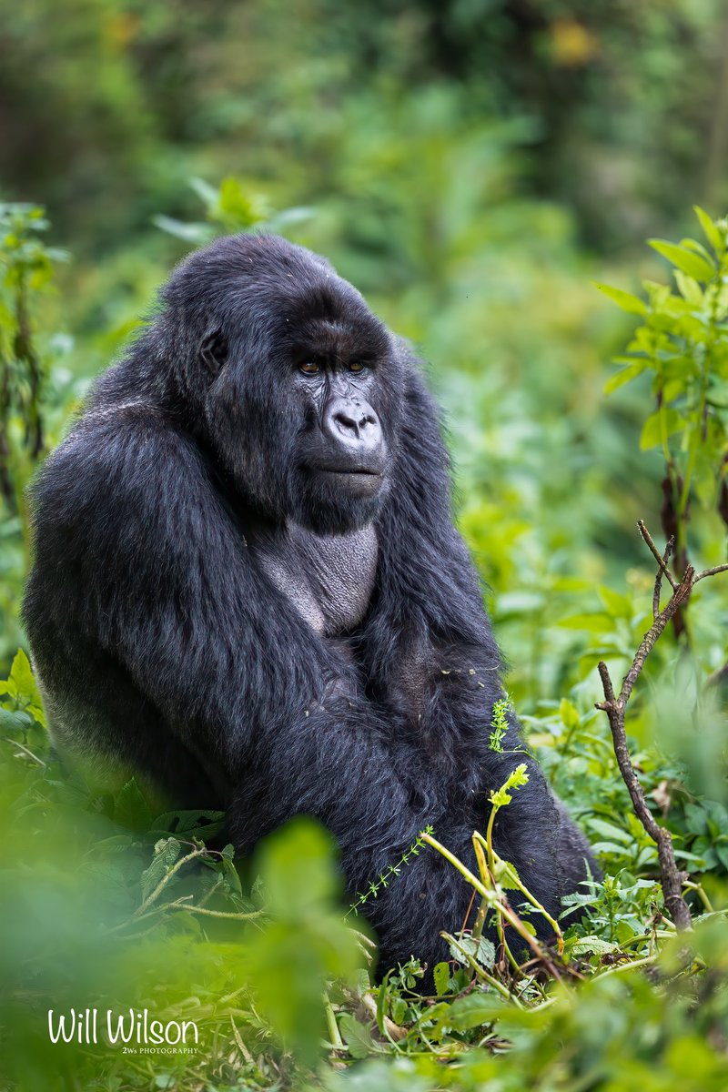 Posting this image of an awesome Silverback Mountain Gorilla to mark #WorldGorillaDay - a day to celebrate these magnificent apes and the awesome conservation work being done to protect them. 

📍Volcanoes National Park, in #Rwanda