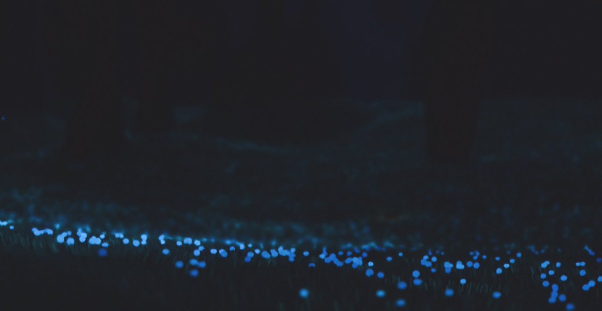 #sky星を紡ぐ子どもたち 
#sky写真部 
#thatskygame