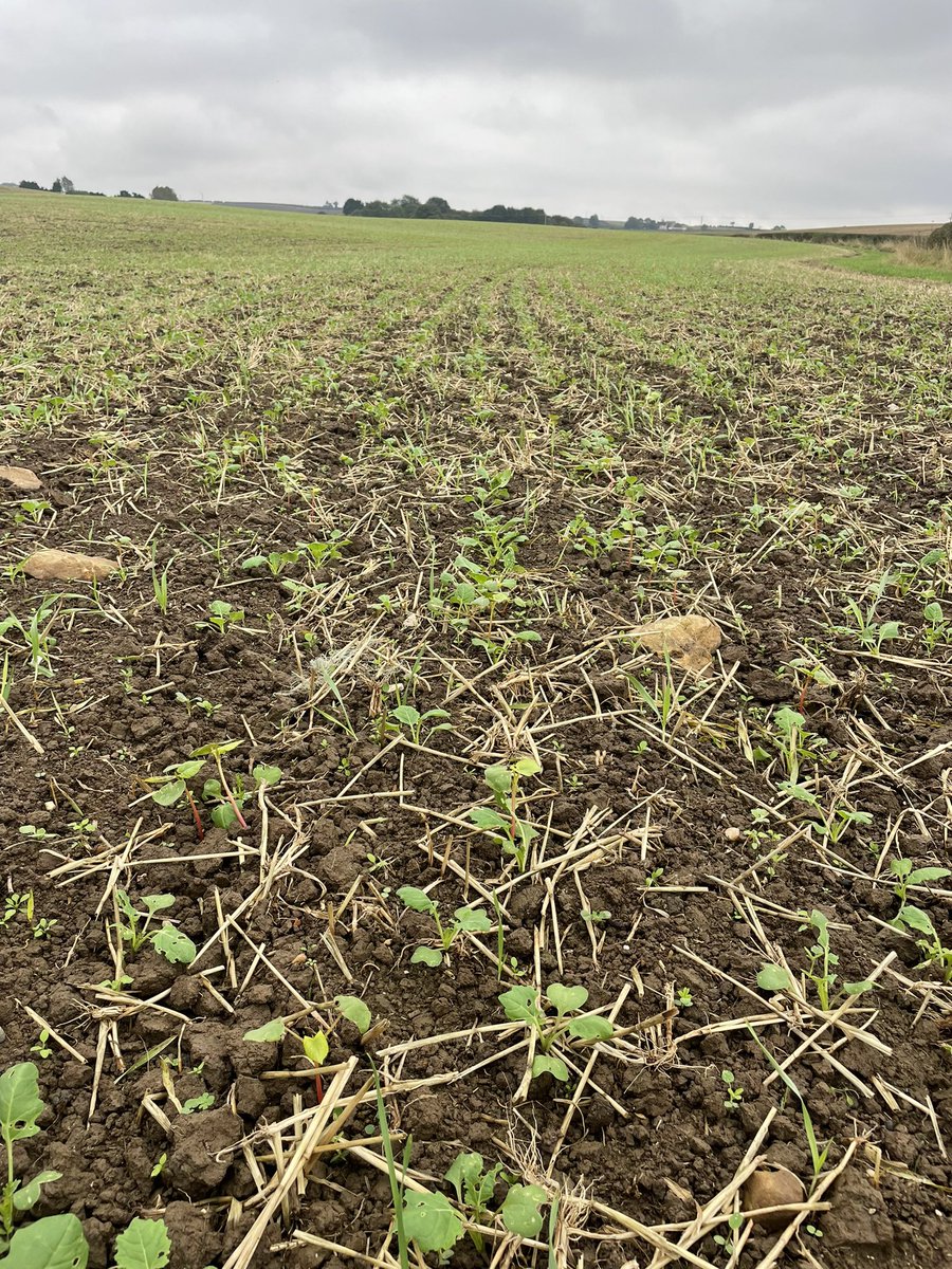 Jamesspick's tweet image. Maverick
Pt312
Craft X2

All up and away nicely. 31mm yesterday will move things on. 67.5mm for the month so far. Nice to have new crops emerging bringing an air of positivity with them!