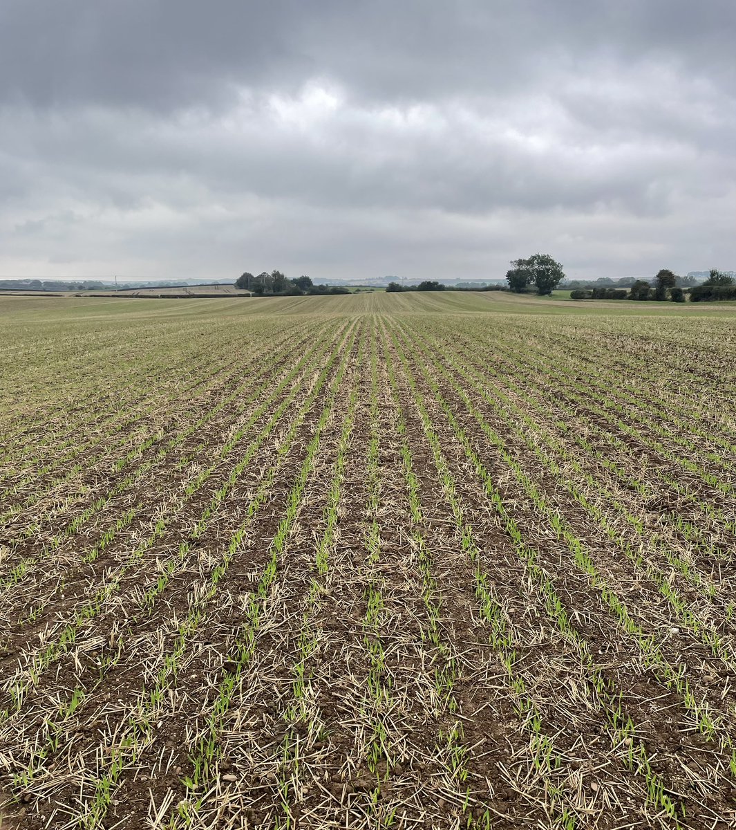 Jamesspick's tweet image. Maverick
Pt312
Craft X2

All up and away nicely. 31mm yesterday will move things on. 67.5mm for the month so far. Nice to have new crops emerging bringing an air of positivity with them!