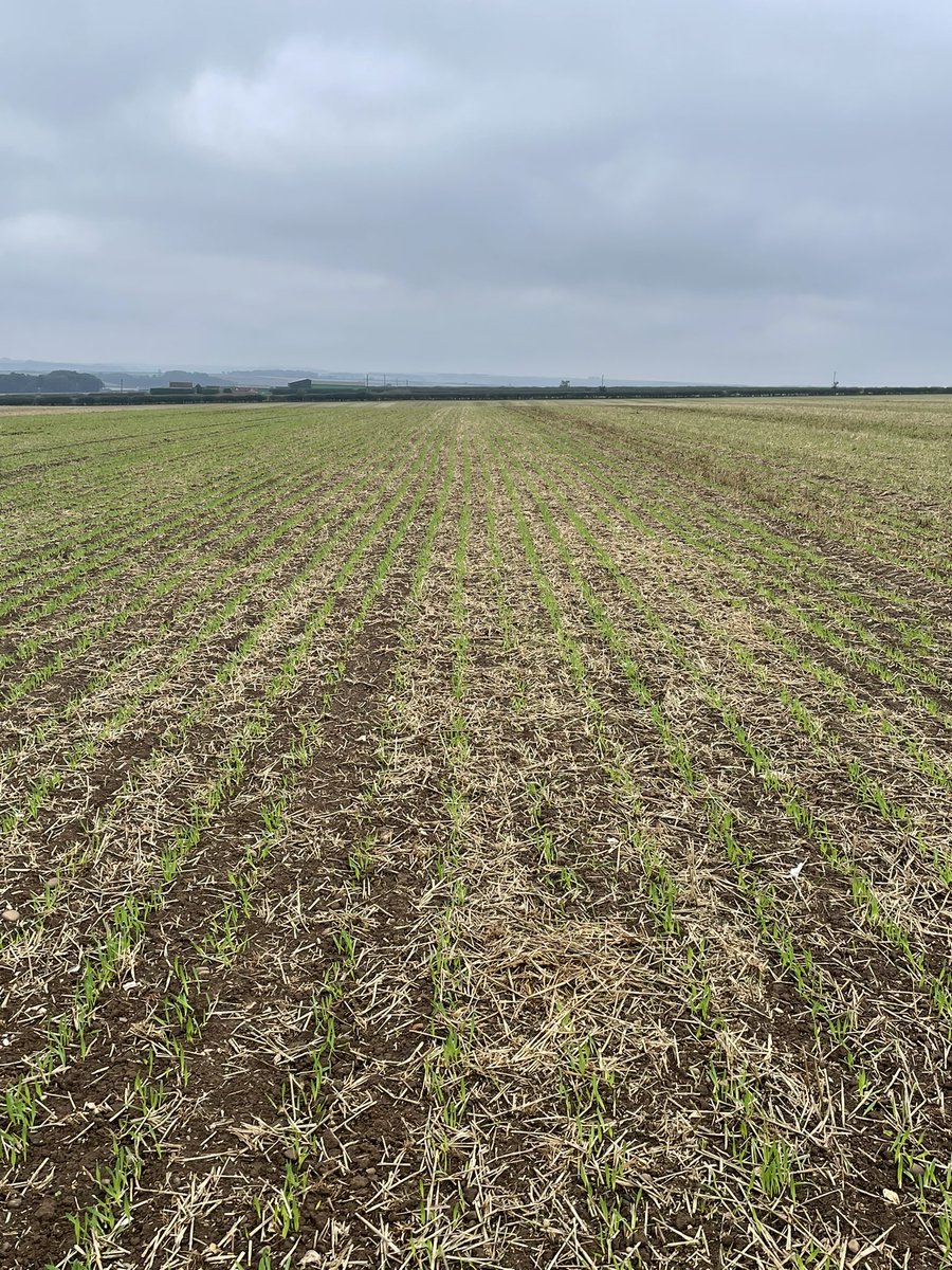 Maverick
Pt312
Craft X2

All up and away nicely. 31mm yesterday will move things on. 67.5mm for the month so far. Nice to have new crops emerging bringing an air of positivity with them!