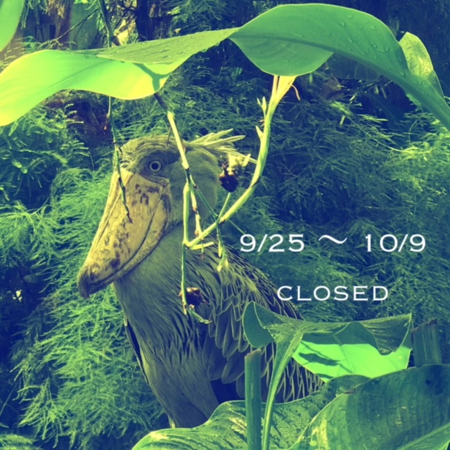 RootsLounge's tweet image. 尚、浜松、大阪、名古屋での連続の外販に伴い､
9/25～10/9日まで実店舗の営業は休業いたします。

ご迷惑をお掛けしますが、ご了承くださいさせ。