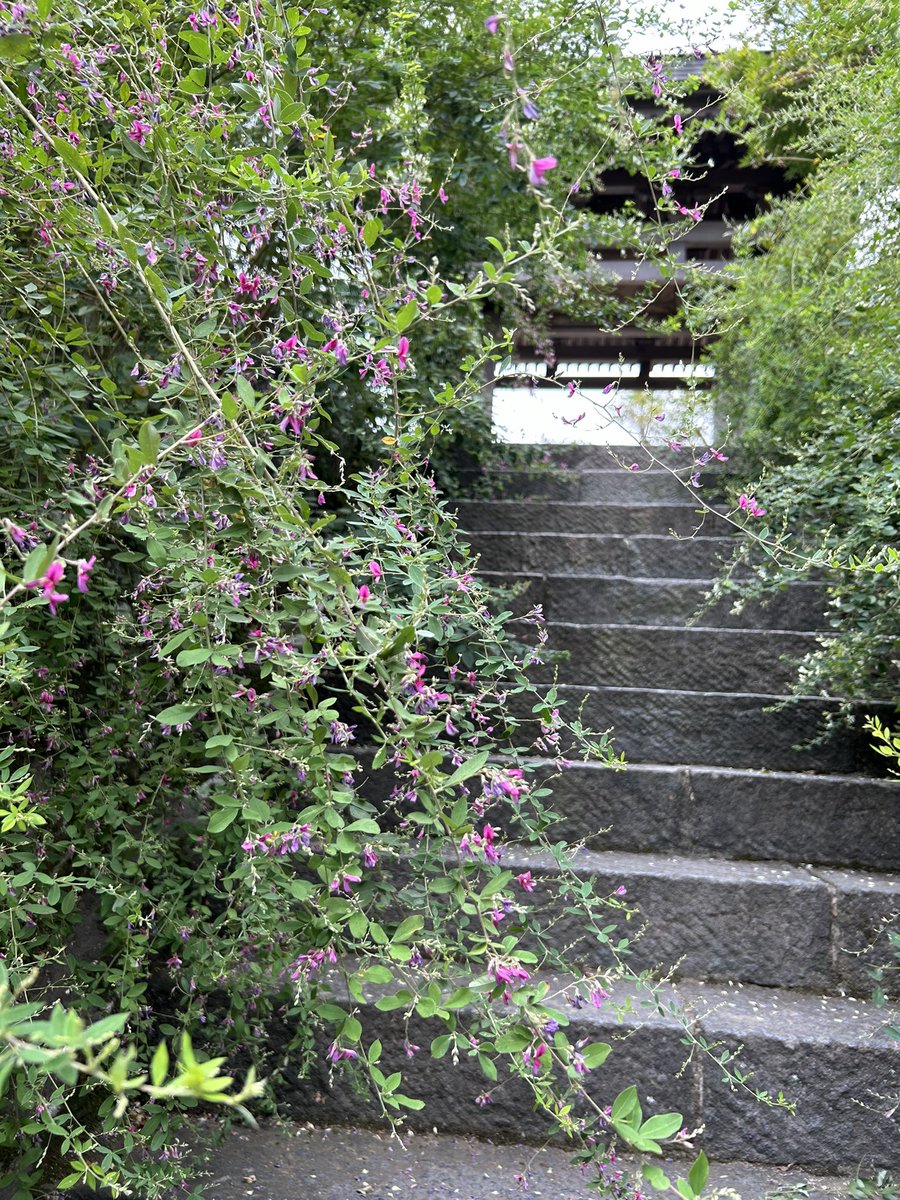 待っていたかのように彼岸花があちこちで咲きだし、秋の訪れを体で感じた1日。
そういう風にできていることを教えてくれる草花。 鎌倉　海蔵寺にて