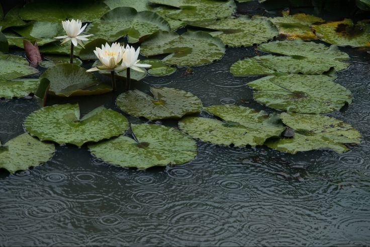 elemmiressoul's tweet photo. serenity.ྀ࿐ https://t.co/NVOcxy2Swj