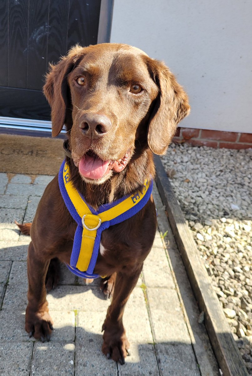 PD Ted has been very busy over the past few weeks assisting collagues in #Glossop, #Derby and #Chesterfield! 

He has had some really good results notably large amount of drugs and cash at a house in Derby when assisting @derbyshirearu 

#LovesAGoodSearch
#TheNoseKnows