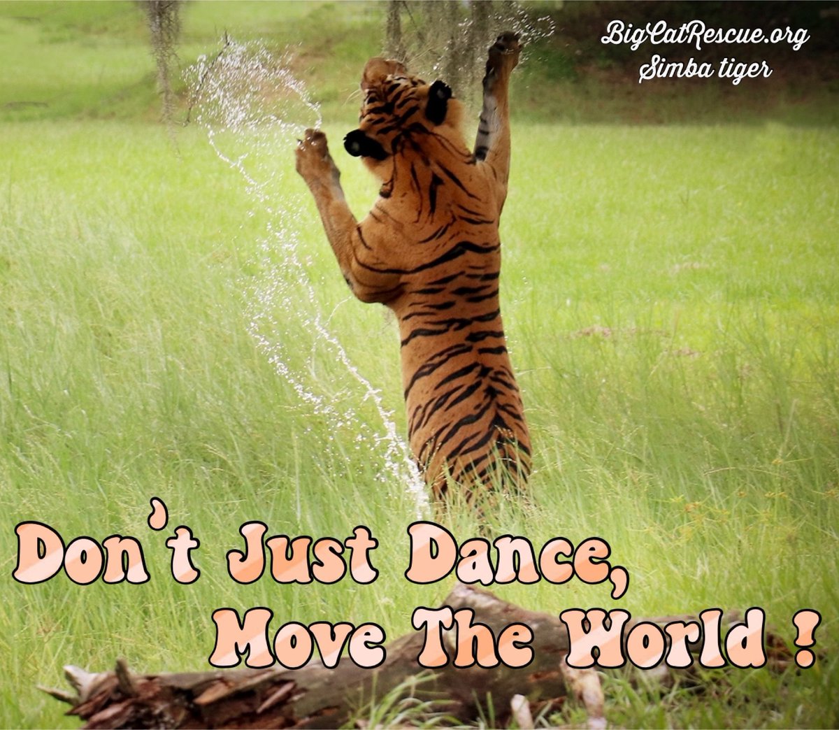 BigCatRescue's tweet photo. Don’t Just Dance, Move The World!

#SimbaTiger #BigCatRescue #Tiger #Dance #ChangeTheWorld #Quotes #Tuesday #TuesdayMotivation #CaroleBaskin https://t.co/bLymAIeSXu