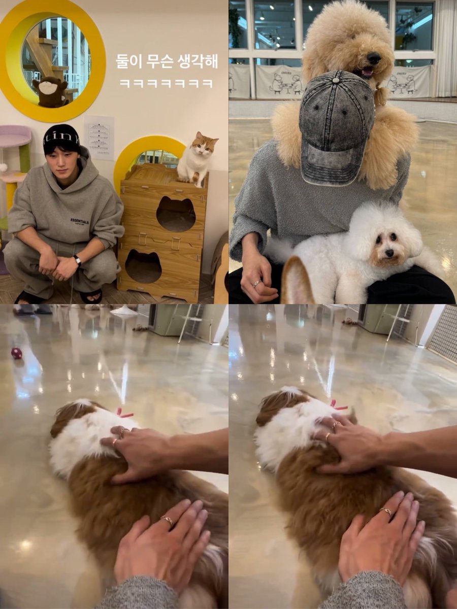 sankaissed's tweet photo. YUNSAN GOING ON A DATE AT A DOG &amp; KITTY CAFE 😭 https://t.co/tnXcTnK2M2