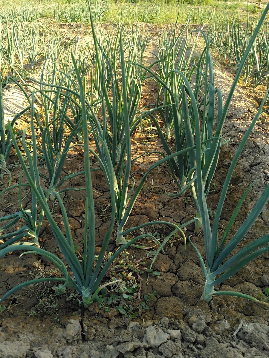 Territori de Vincles tweet media