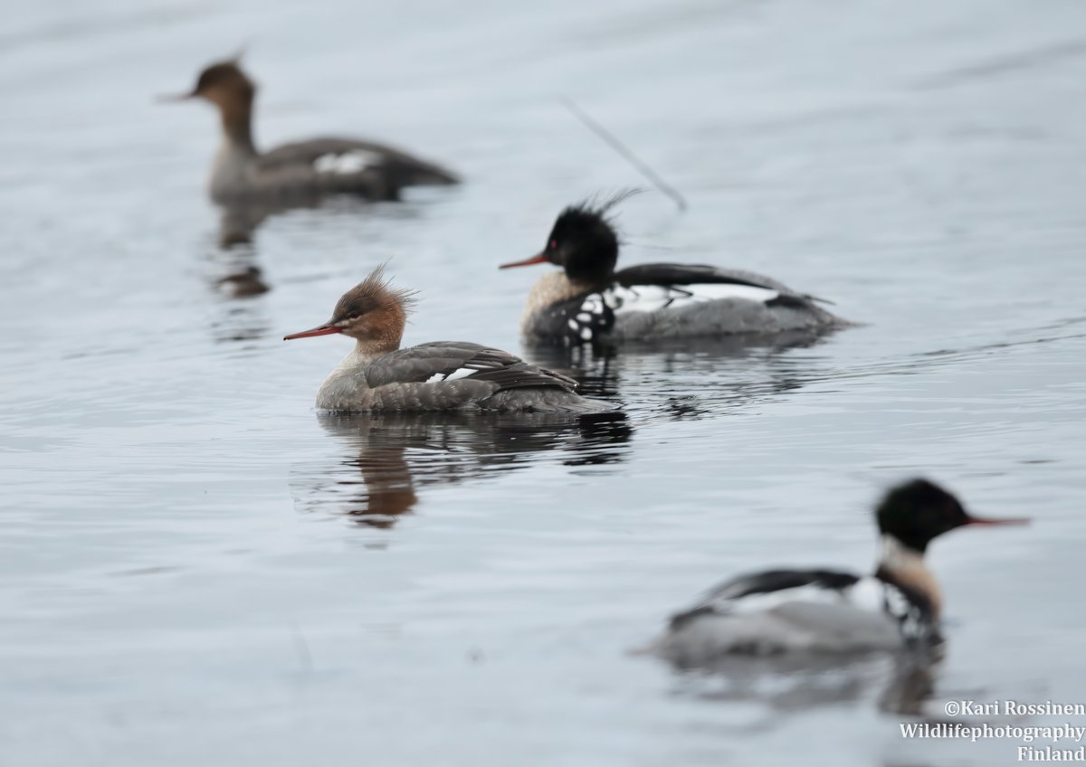 KRossinen's tweet photo. Tukkakoskelot. #mergusserrator #redbreasstedmerganser #sonkajärvi https://t.co/uZZ0SIQwhg