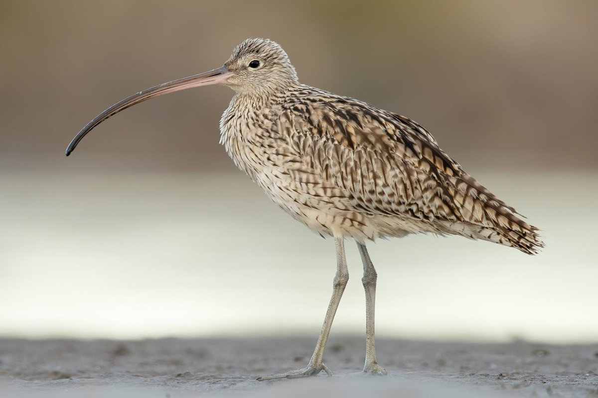 All the world's curlews are born on the Scottish Island, Ailsa Craig. #animalfacts #nature #curlew #Islands #ailsa