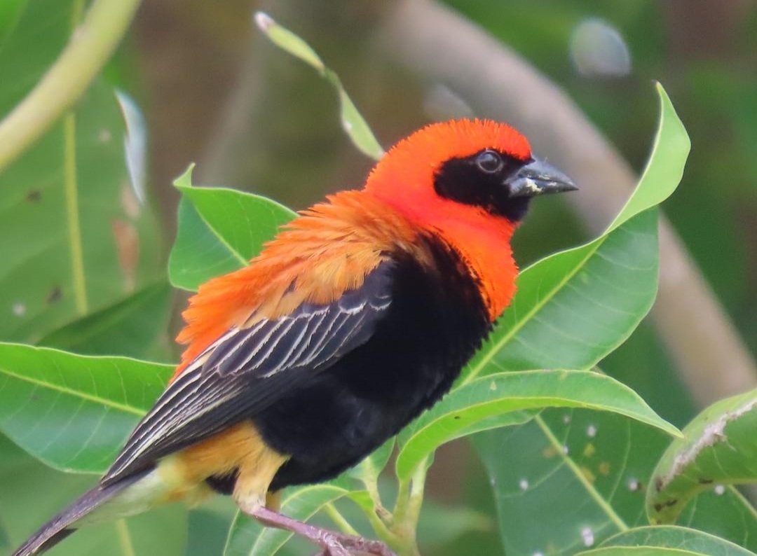 AnsuDunor's tweet photo. Black Winged Bishop Male in Breeding Plumage you can check out our website for your Birding/Photographing Holiday within Gambia and Senegal https://t.co/jAQliOB5KH https://t.co/i66Lxkfpk9