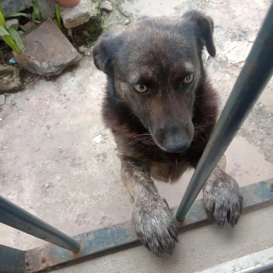 MatuNogueira's tweet image. Niño de 11 años pide ayuda para encontrar a su perro.
Lo sacó a pasear y se soltó lo que llevó a que éste disparara sin que lo pudieran agarrar. 
Se llama Chiquito. Zona Ciudad de Las Piedras o cercanías. 
Ayudemos a ambos a que digan final feliz . Contacto 
096 447 208