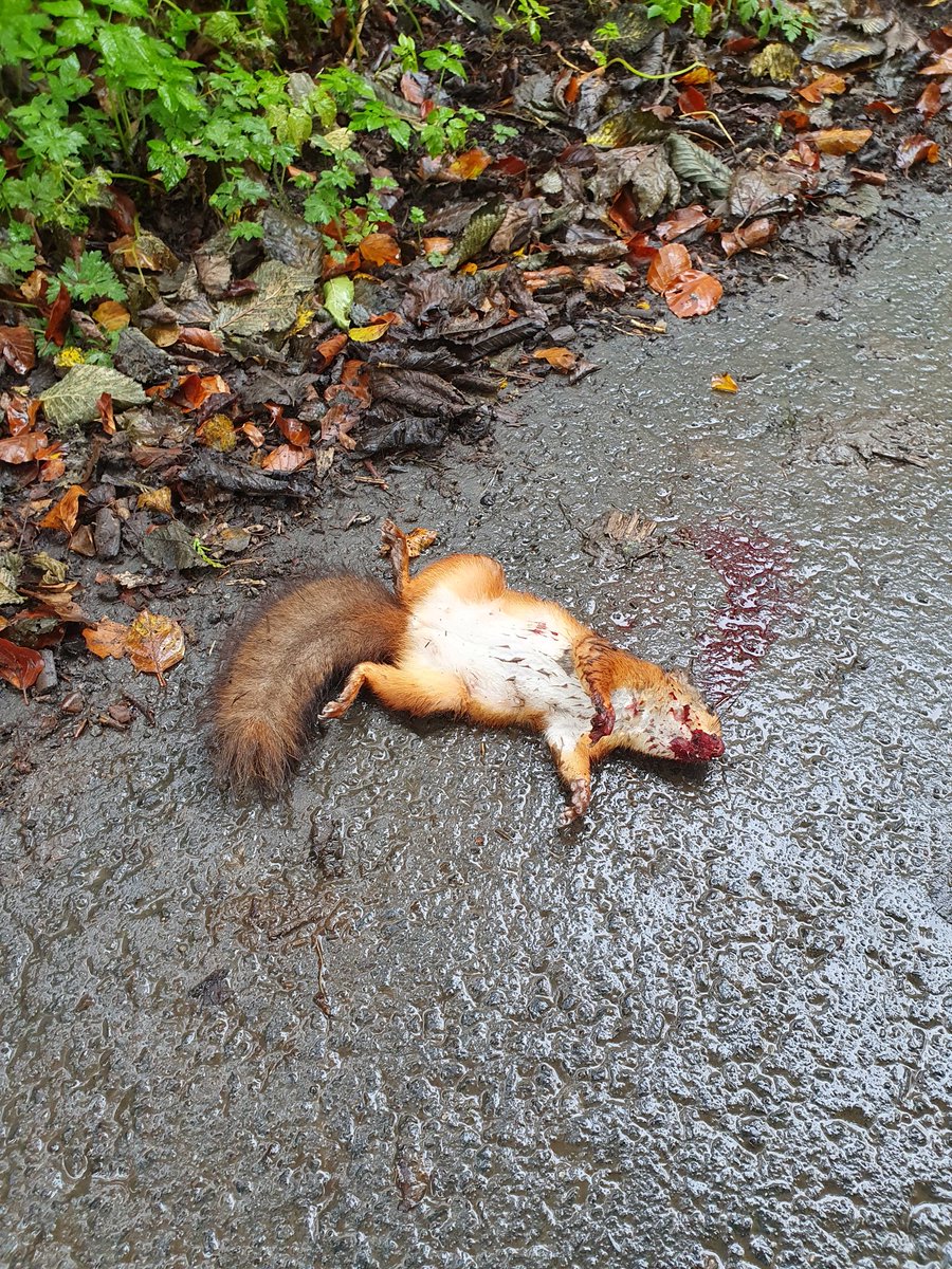 Poor wee red hit by a speeding car this morning.
Hard enough trying to keep Reds safe from grey incursions but to lose reds in this way is heartbreaking 😢