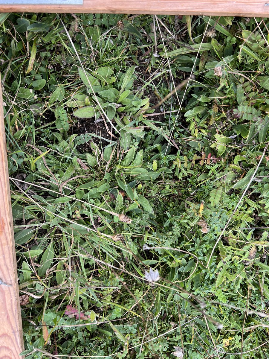 Martin Warren (@martinswarren) on Twitter photo 39th year monitoring Silver-spotted Skipper (Hesperia comma) eggs at Beacon Hill in Hampshire, southern England. Is this the longest running butterfly egg count?? Veg v tall this wet year but a few eggs about. 2 in this pic! <a href="/savebutterflies/">Butterfly Conservation š¦</a> <a href="/HantsIoWBC/">HantsIoW BC</a> <a href="/NaturalEngland/">Natural England</a> 39th year monitoring Silver-spotted Skipper (Hesperia comma) eggs at Beacon Hill in Hampshire, southern England. Is this the longest running butterfly egg count?? Veg v tall this wet year but a few eggs about. 2 in this pic! <a href="/savebutterflies/">Butterfly Conservation š¦</a> <a href="/HantsIoWBC/">HantsIoW BC</a> <a href="/NaturalEngland/">Natural England</a>