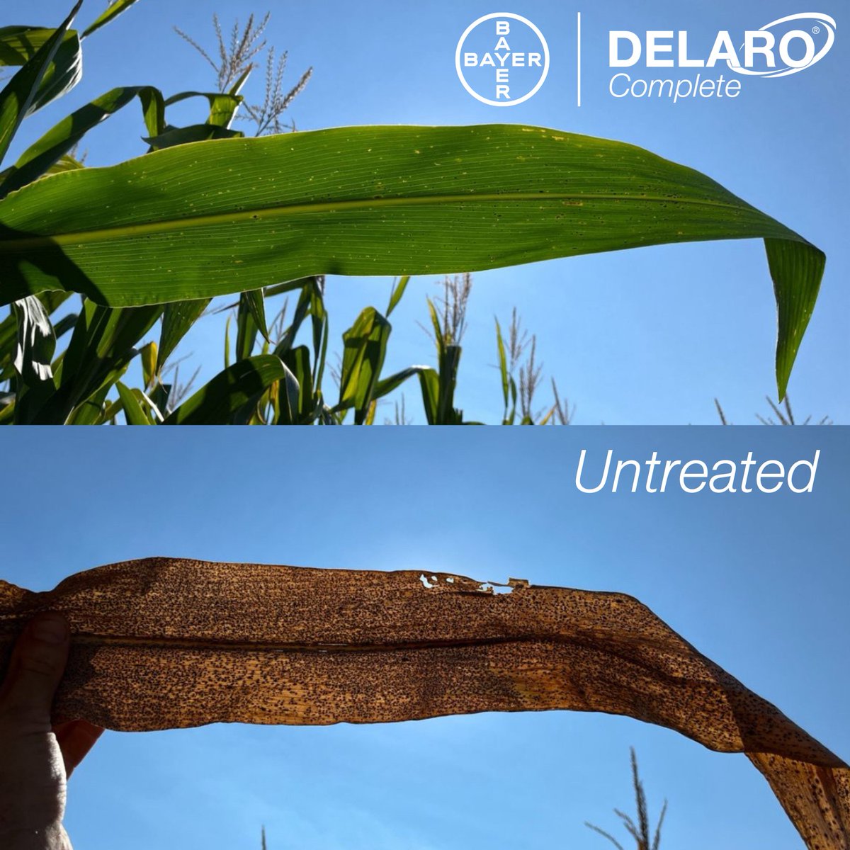 Bayer Crop Protection U.S. tweet media