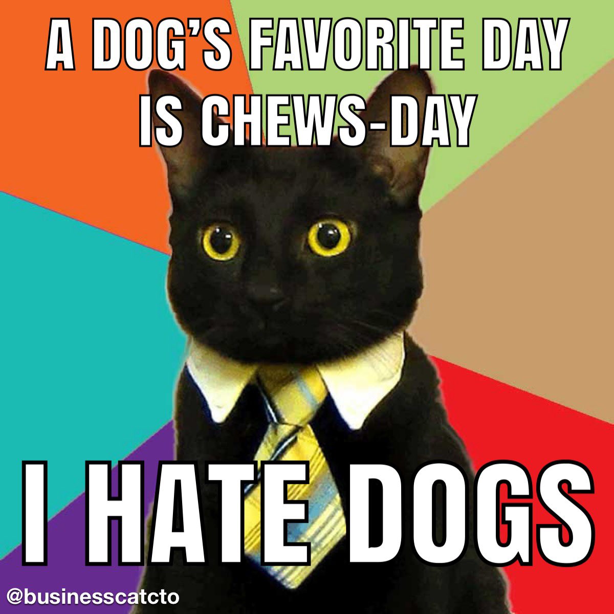 Look at this little business man! : r/cats, image size:1200x1200