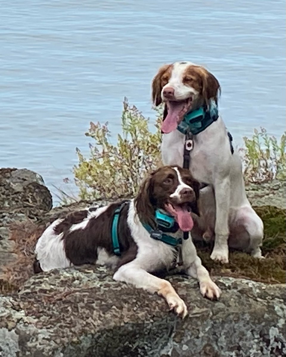 ABrittanyRescue's tweet photo. Here's Cashew (liver & white), 7.5 months post-amputation (rear leg osteosarcoma). She is having the time of her life with no signs of slowing down-- loving and living her best life with her Brittany BFF Koda!
#ThisIsWhyWeRescue #WeLoveCashew #ABR #ForeverFoster #ABRVolunteers https://t.co/rKduywh4H1