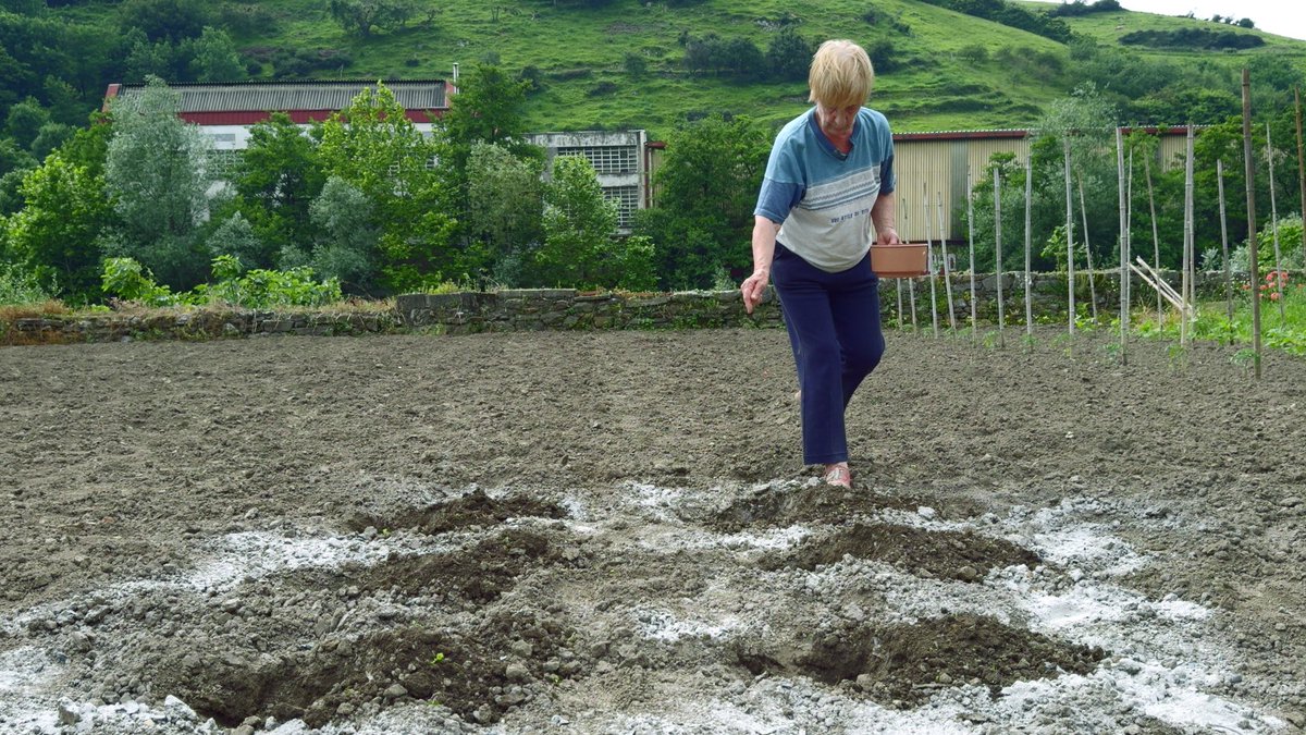 Biltzeko, erein egin behar da.🫘
Para recoger, hay que sembrar.

#Km0 #72SSIFF #EuskoLabel #TolosakoBabarruna