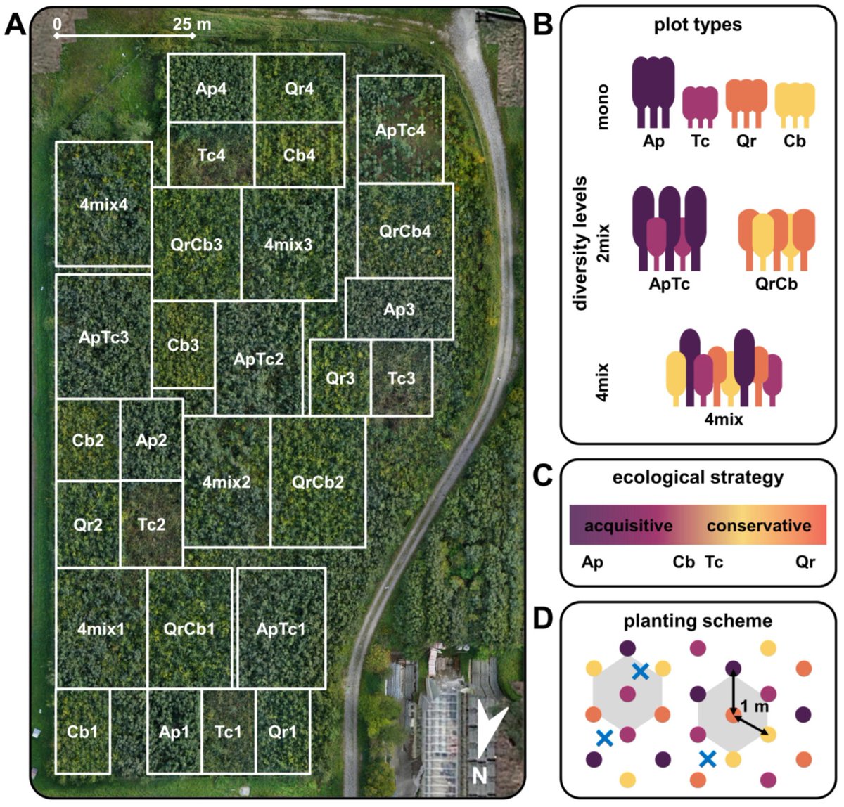 Excellentia_HE's tweet photo. 🚨new  #TreeDivNet publication🚨Early overyielding in a mixed deciduous forest is driven by both above- and below ground species-specific acclimation. By @WernerRamona_ etal @BokuEcology and @ldf_mendelu s' @DouglasGodbold and @borisrewald. Congrats! Read: https://t.co/8Nw4iR5TeY https://t.co/tAaoNdRhCA