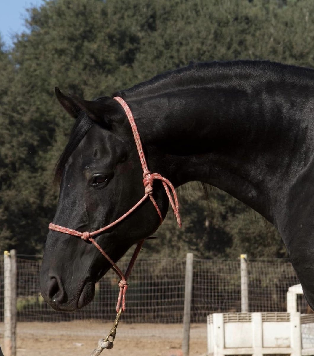 Irish Arts Center Fall 2024 Brochure by Irish Arts Center | NYC - Issuu, image size:1060x1200