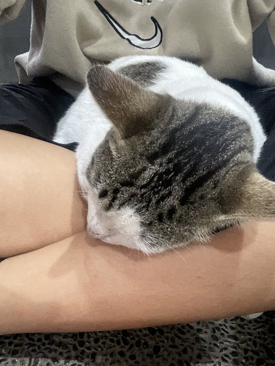 kucing yubi yg sedang bobo🤏🏻