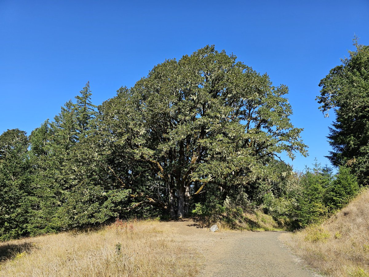 SeerTheDreamerPokemon tweet media