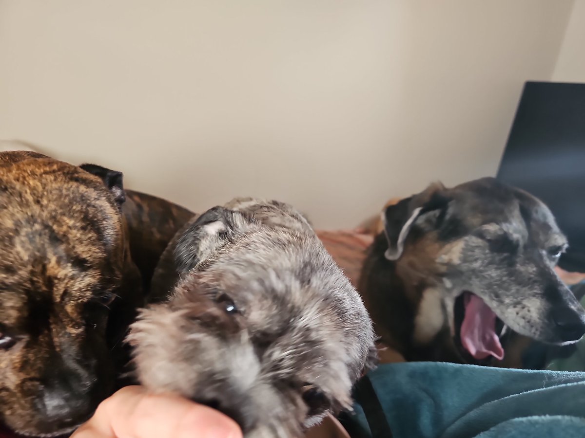 SeerTheDreamerPokemon tweet media