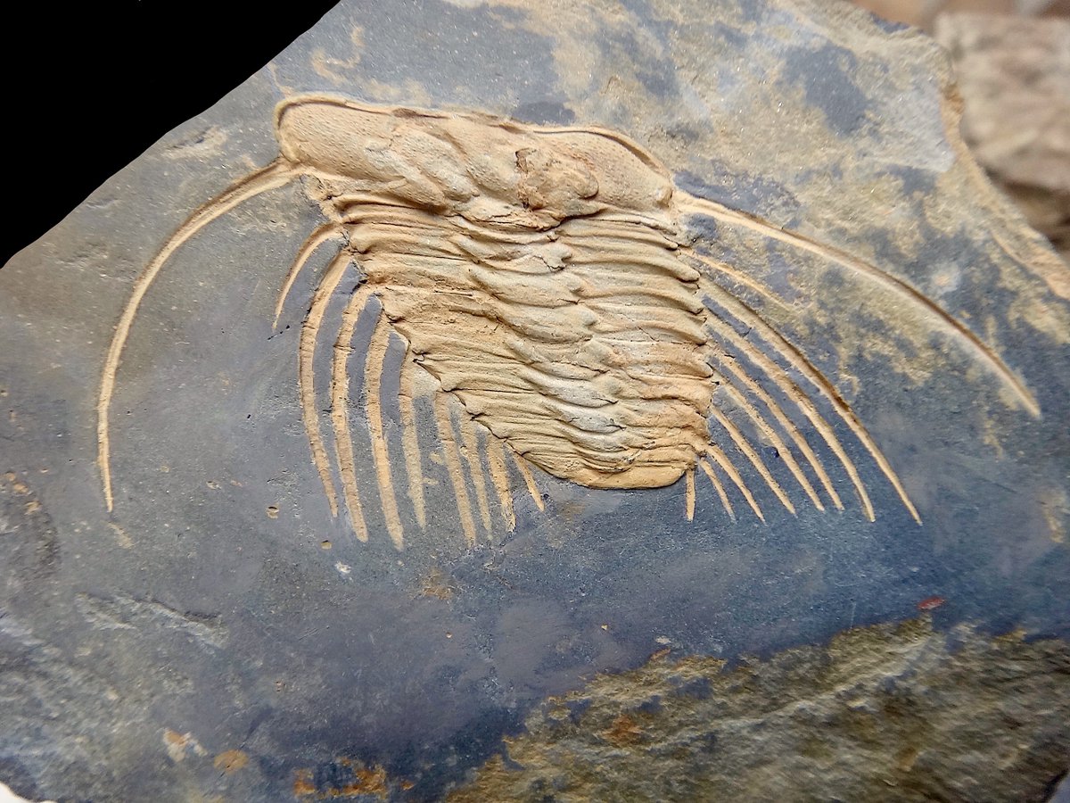 AMNH's tweet photo. It's Trilobite Tuesday! Selenopeltis trilobites have been found in England, Morocco, &amp; across the Iberian Peninsula. Some species from this spinose genus can reach lengths of ~8 in (20.3 cm). Others—like this well-preserved Portuguese specimen—barely measure 2 in (5.1 cm) long. https://t.co/wYguUwP2It