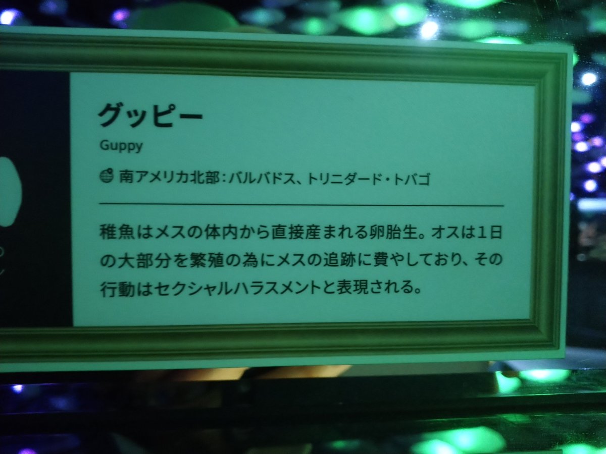 yu______0826's tweet photo. グッピーの説明文酷すぎる https://t.co/4DqygFSjq9