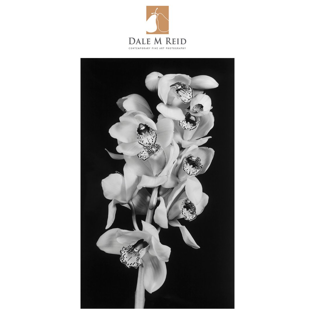 DaleMReid1's tweet photo. For winners &amp; honorable mentions of the 24th edition follow https://t.co/IPJVGcWex8
#newyorkcity #contemporaryart #fineart #floralstudies #interiordesign #toronto #canada #artcollectors #unitedstates #spain #portugal #minimalist #awardwinning #publication #buyart https://t.co/sMYkJVI9I5