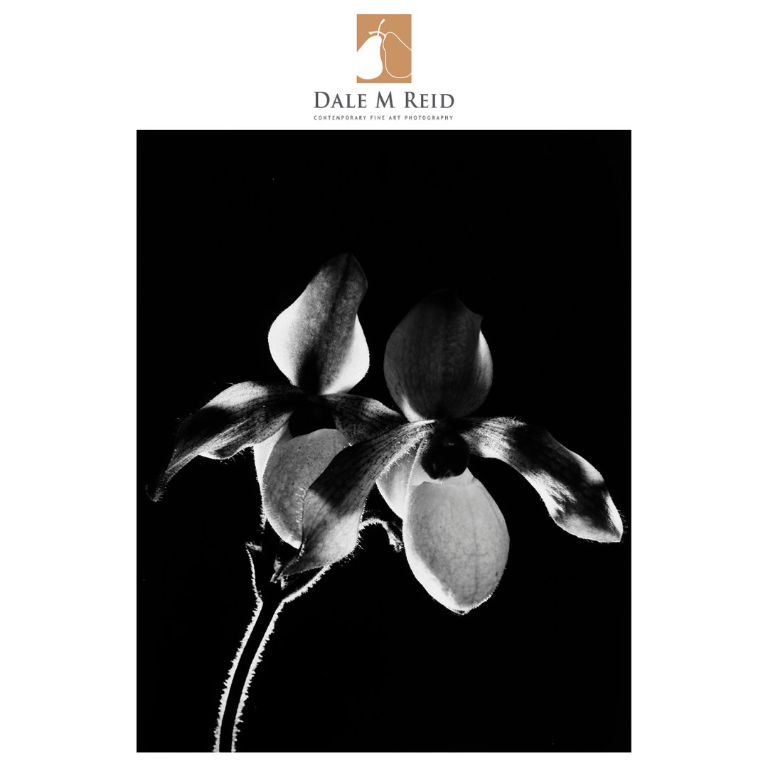 DaleMReid1's tweet photo. For winners &amp; honorable mentions of the 24th edition follow https://t.co/IPJVGcWex8
#newyorkcity #contemporaryart #fineart #floralstudies #interiordesign #toronto #canada #artcollectors #unitedstates #spain #portugal #minimalist #awardwinning #publication #buyart https://t.co/sMYkJVI9I5