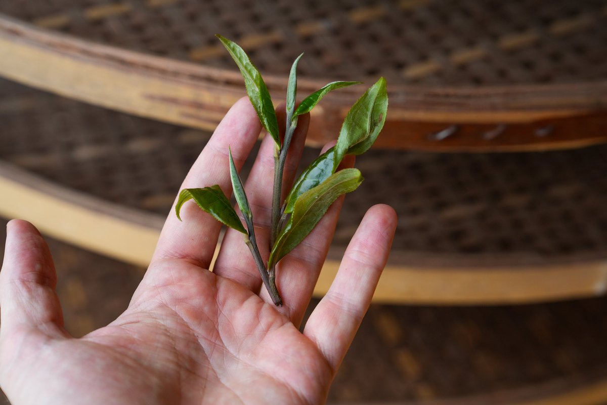 white2tea tweet picture