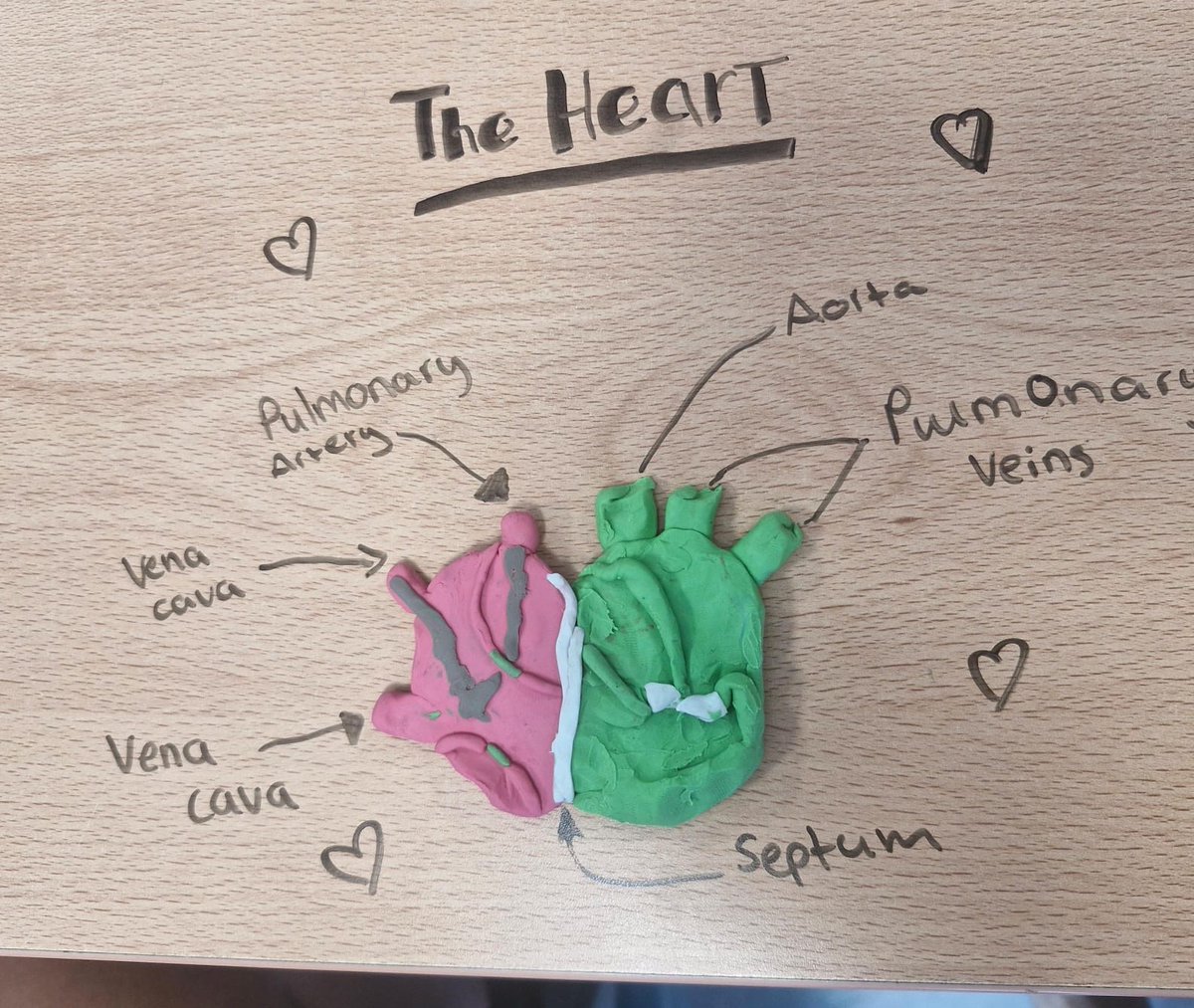 ClaregalwayColl's tweet photo. Super work modelling & dissecting hearts ❤️❤️❤️
#CBCScience https://t.co/uwuyTEFOt9