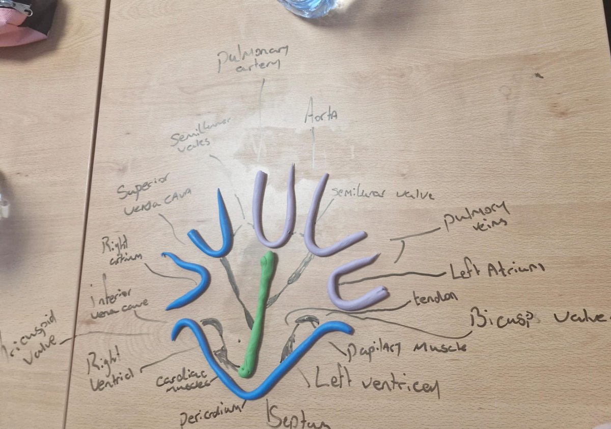 ClaregalwayColl's tweet photo. Super work modelling & dissecting hearts ❤️❤️❤️
#CBCScience https://t.co/uwuyTEFOt9