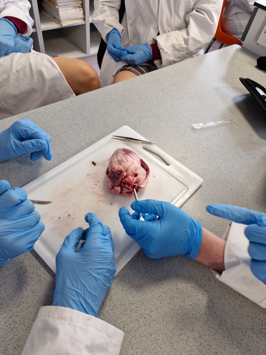 ClaregalwayColl's tweet photo. Super work modelling & dissecting hearts ❤️❤️❤️
#CBCScience https://t.co/uwuyTEFOt9