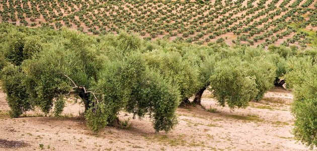 Aceites Caldeolive tweet media