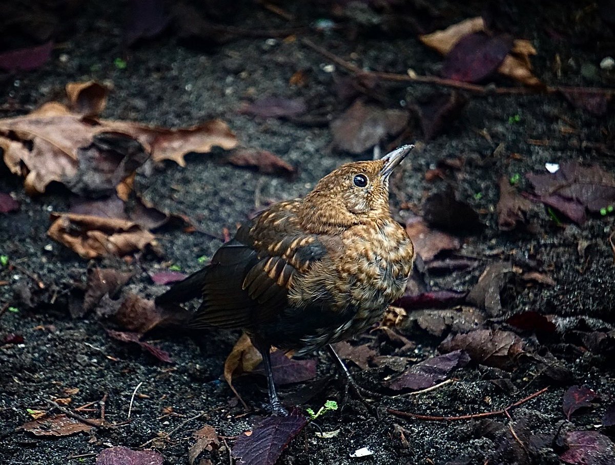 ol2016's tweet image. Gelukkig … ze bestaan nog, de #merel #buienradar @EdAldus