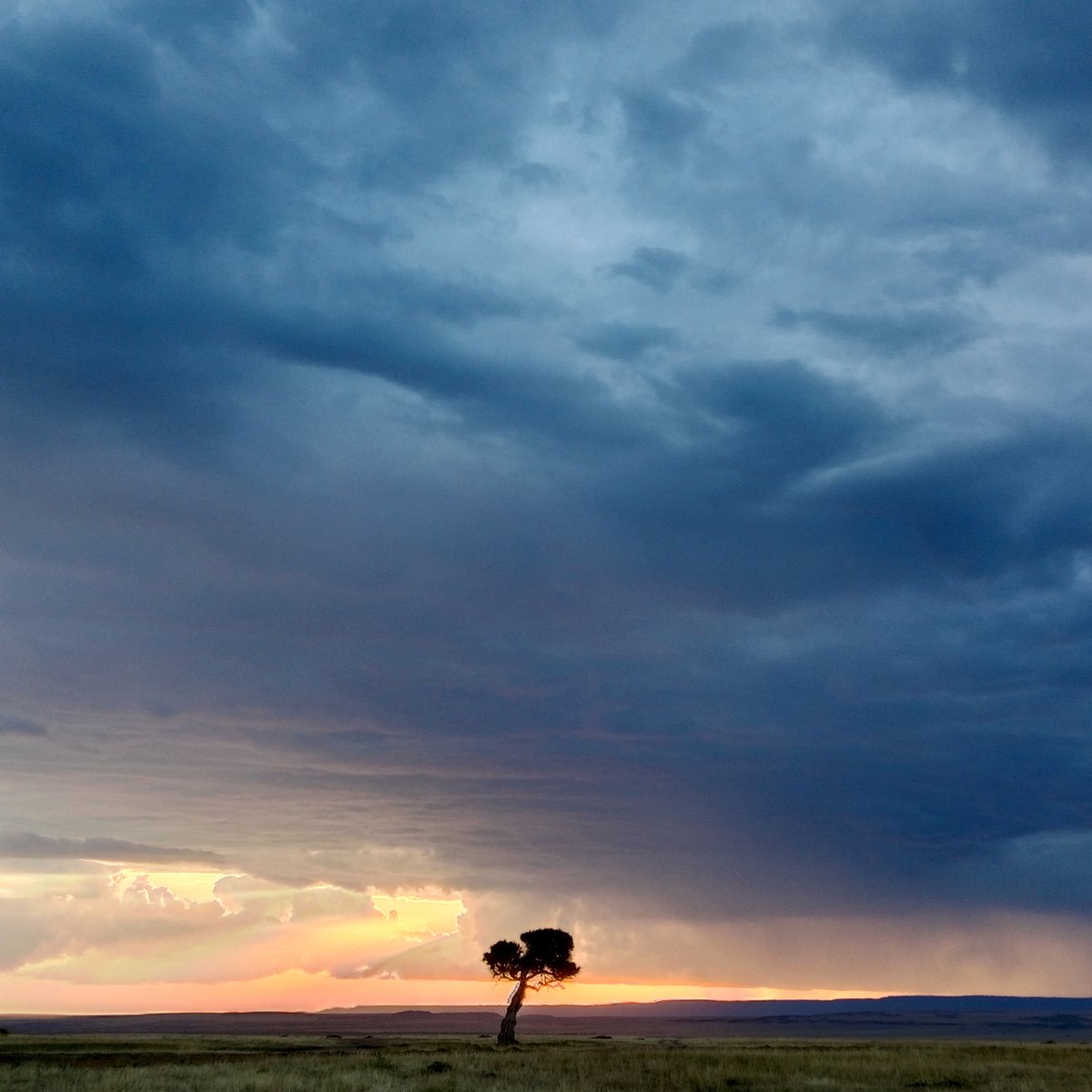 TripsUntou8761's tweet photo. Golden hour in the Maasai Mara: 

A majestic cheetah stands watch as the sun sets over the savannah, painting the sky in vibrant hues. 

Nature's beauty, untamed and serene. 🌅🐆

#MaasaiMara #KenyaWildlife #MagicalKenya #CheetahDiaries #SunsetInKenya #TembeaKenya #ExploreKenya https://t.co/cHWRzKrazw