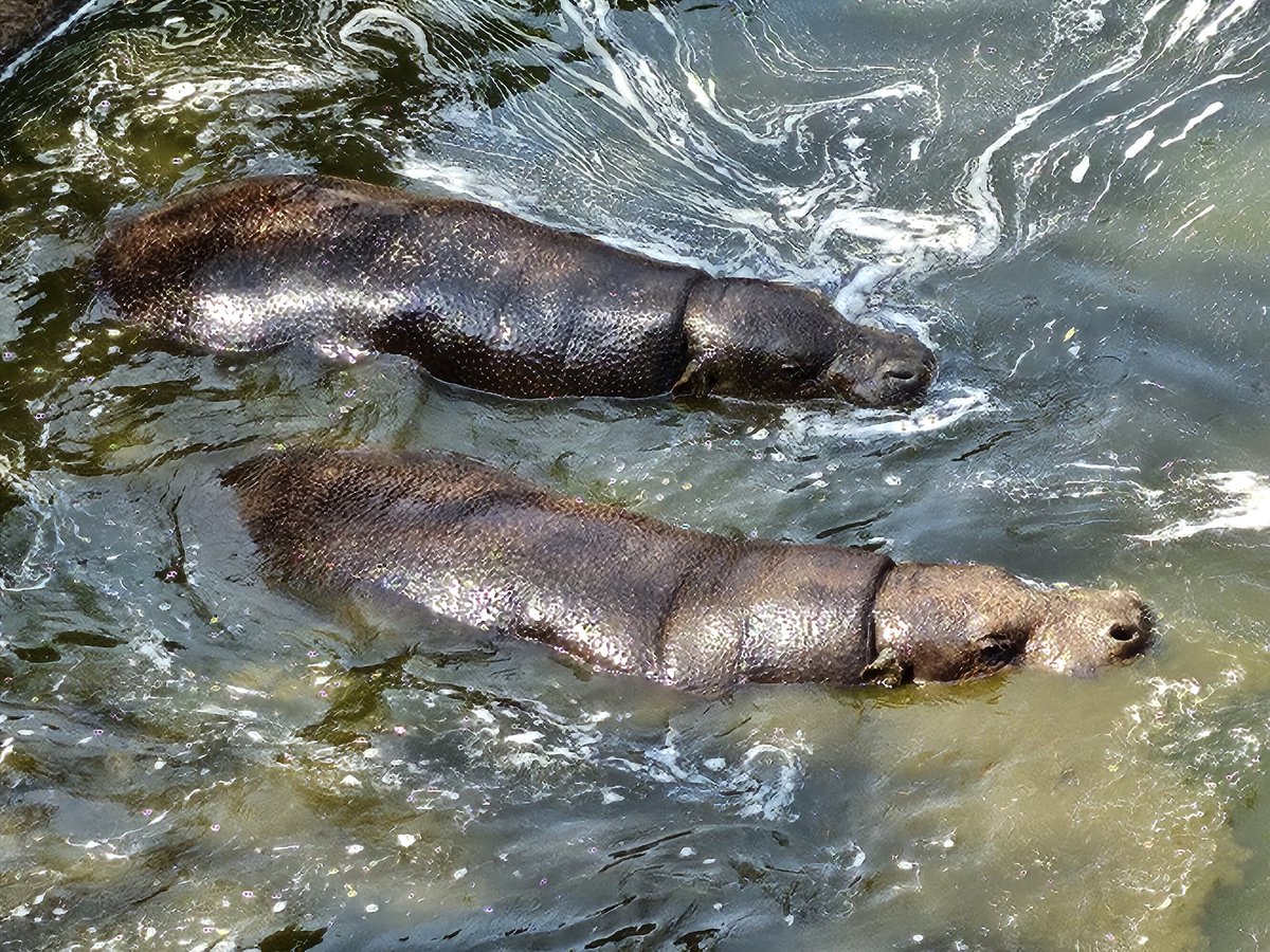 South African #moodeng 🥰😄 Pigmy hippos at Bothongo Rhino &amp; Lion Nature Reserve. Happy Heritage Day! 🇿🇦 #cradleofhumankind #southafrica