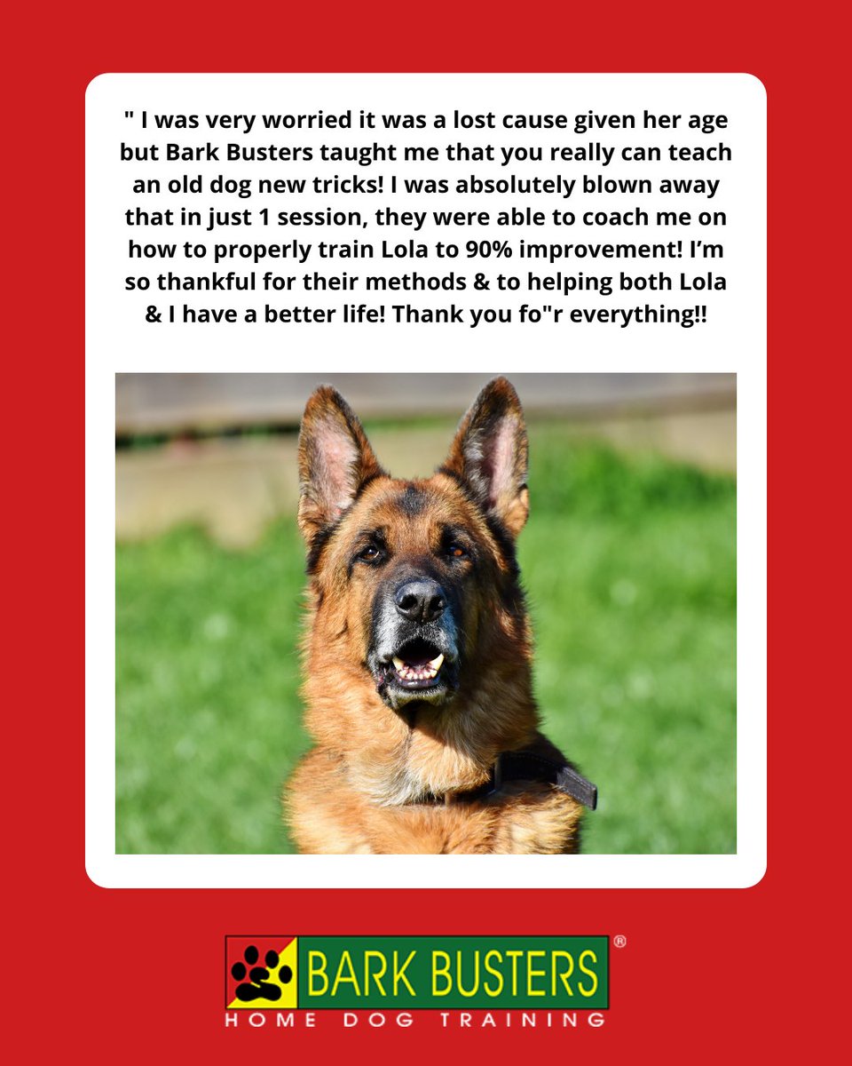 barkbusterla's tweet photo. Whoโs ready for some training fun? ๐พ Your dog will learn while having a blast, one tail wag at a time! ๐๐ฅ #TrainingIsFun #PawtyTime #BarkBustersLA https://t.co/yhxLVgQdLY