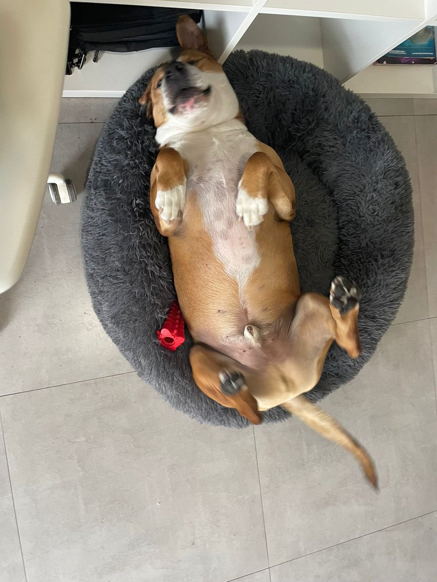 repo_rc's tweet photo. @MiltonFriedom5 Mi pitbull preparándose para atacar a todos los niños del barrio https://t.co/d40Qe0lqP7