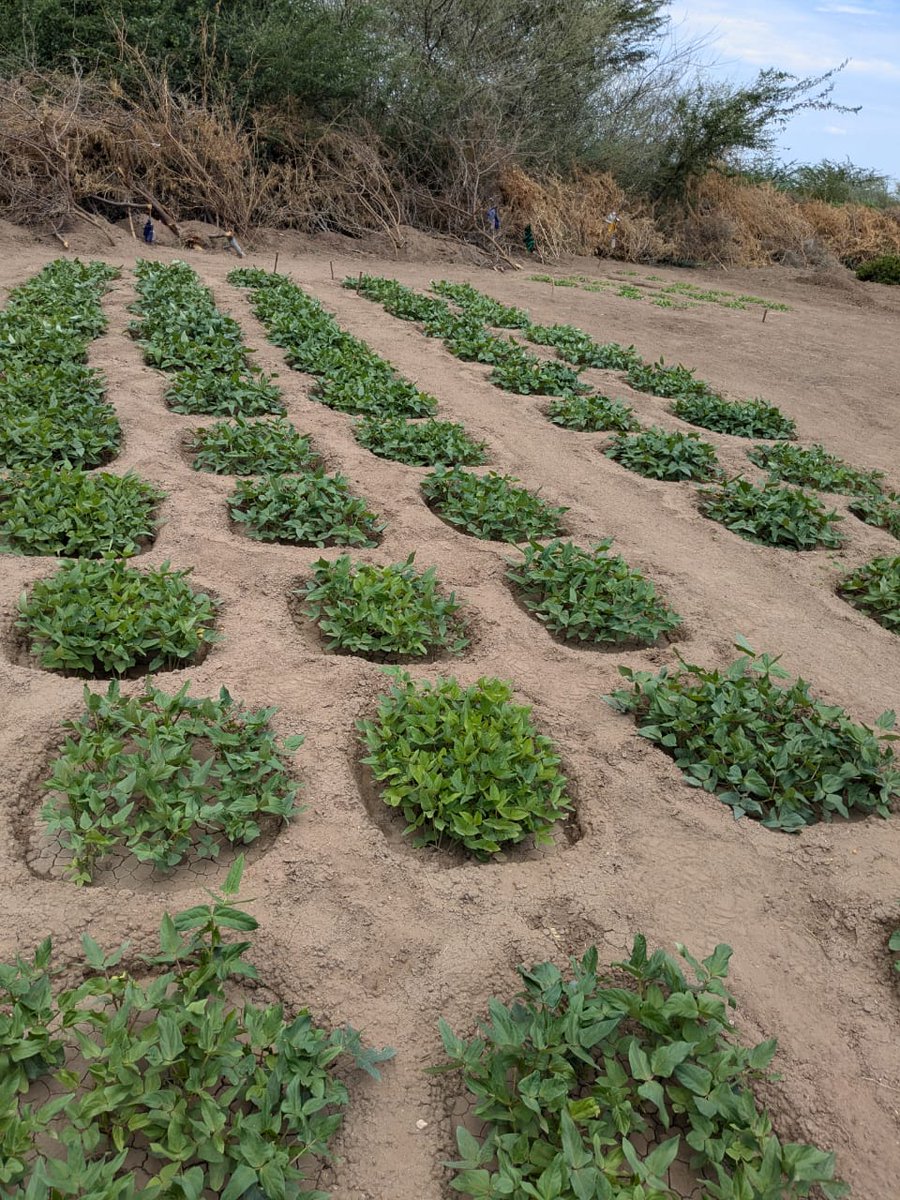 WorldReliefKE's tweet photo. 🌍✨ Empowering Turkana!
@WorldReliefKE introduced Zai pits to conserve water and boost crop production in the Arid and Semi-Arid Lands. This sustainable method enhances food security and improves community nutrition. Together, we’re fostering resilience in Turkana! 🌿💧 https://t.co/815eLui1Ey