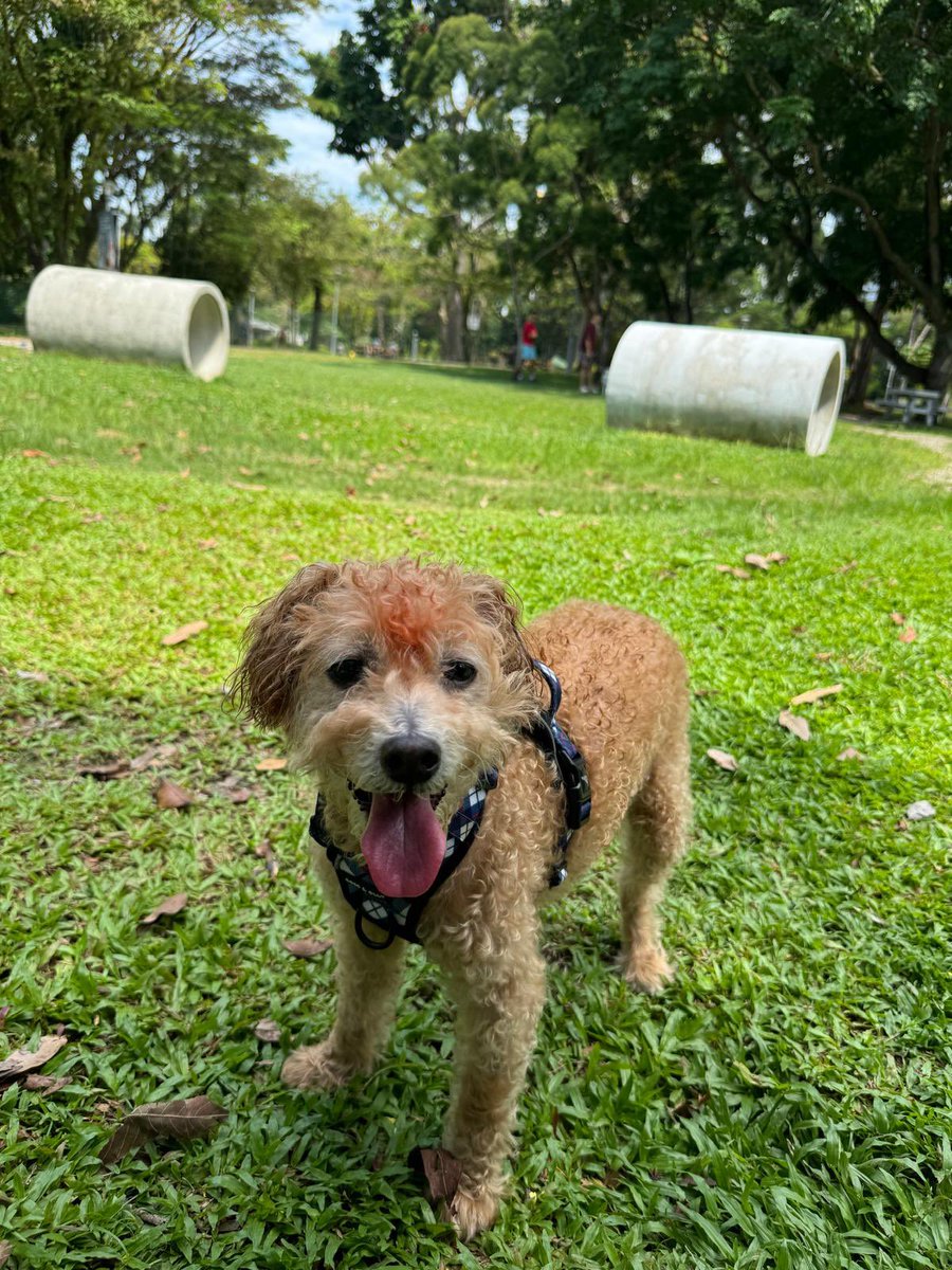 Lucky the good boY tweet media