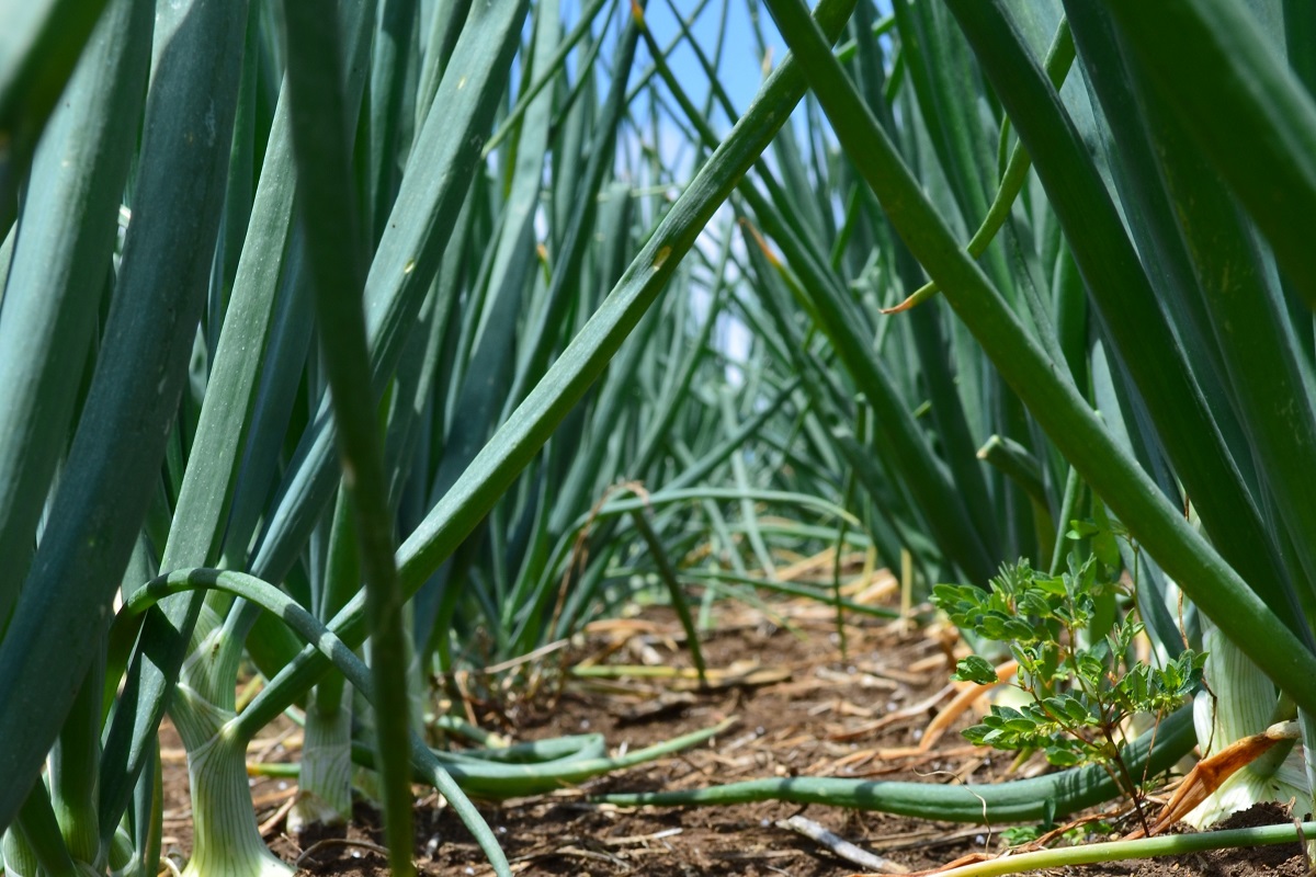 ItalAgro's tweet photo. Anche se sta arrivando il freddo l’orto può ancora offrire molto in autunno. Scopri cosa puoi coltivare!
https://t.co/o6XgO7xAnD 
#vithalgarden #ortoinautunno #ortoautunnale https://t.co/fTHF29JgOV